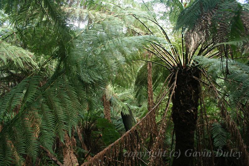 Tree fern gully, Pirianda Gardens IMG_7209.JPG